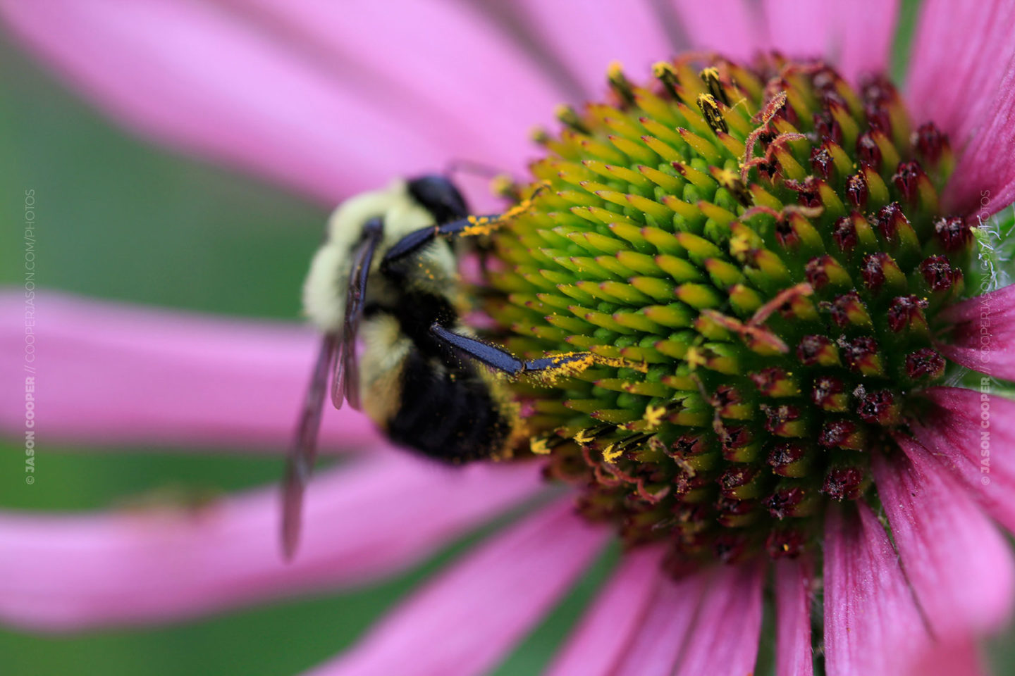 photo of a bumble bee on a coneflower with legs covered in pollen