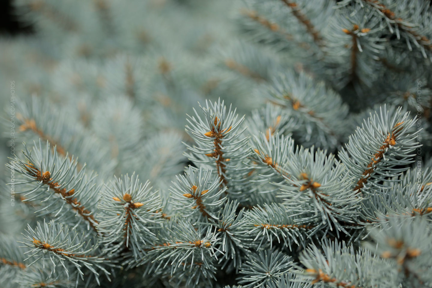 photo of Colorado blue spruce needles up close