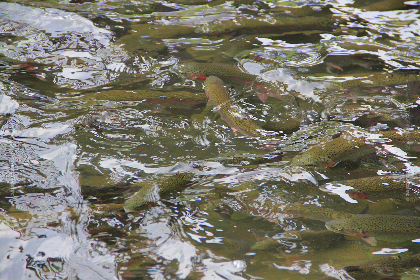photo of rainbow trout in a hatchery pond