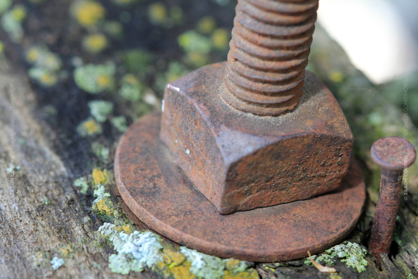 photo of a rusty nail, bolt, wood and lichen