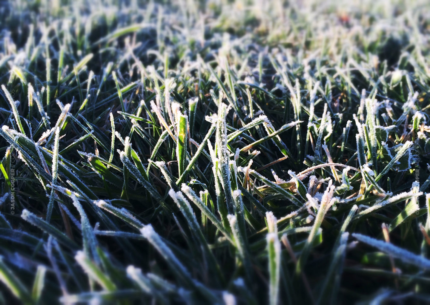 up close photo of frost on grass
