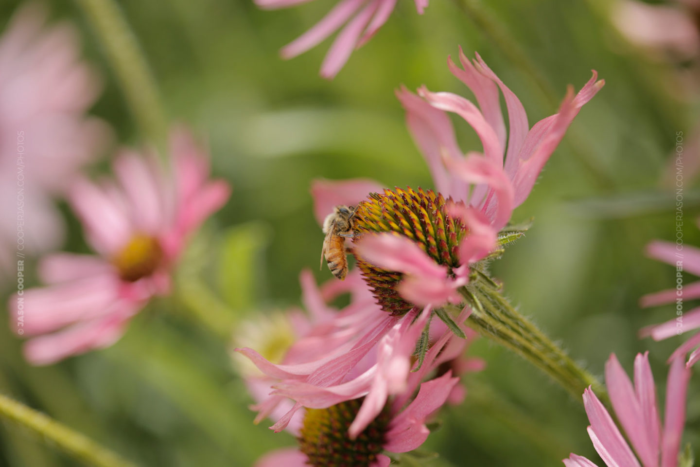 photo of a bee on a purple coneflower