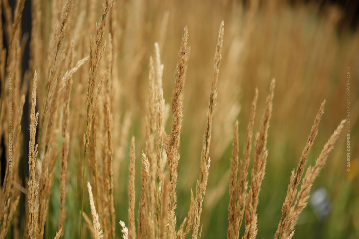 close up photo of the heads of Karl Foerster grasses
