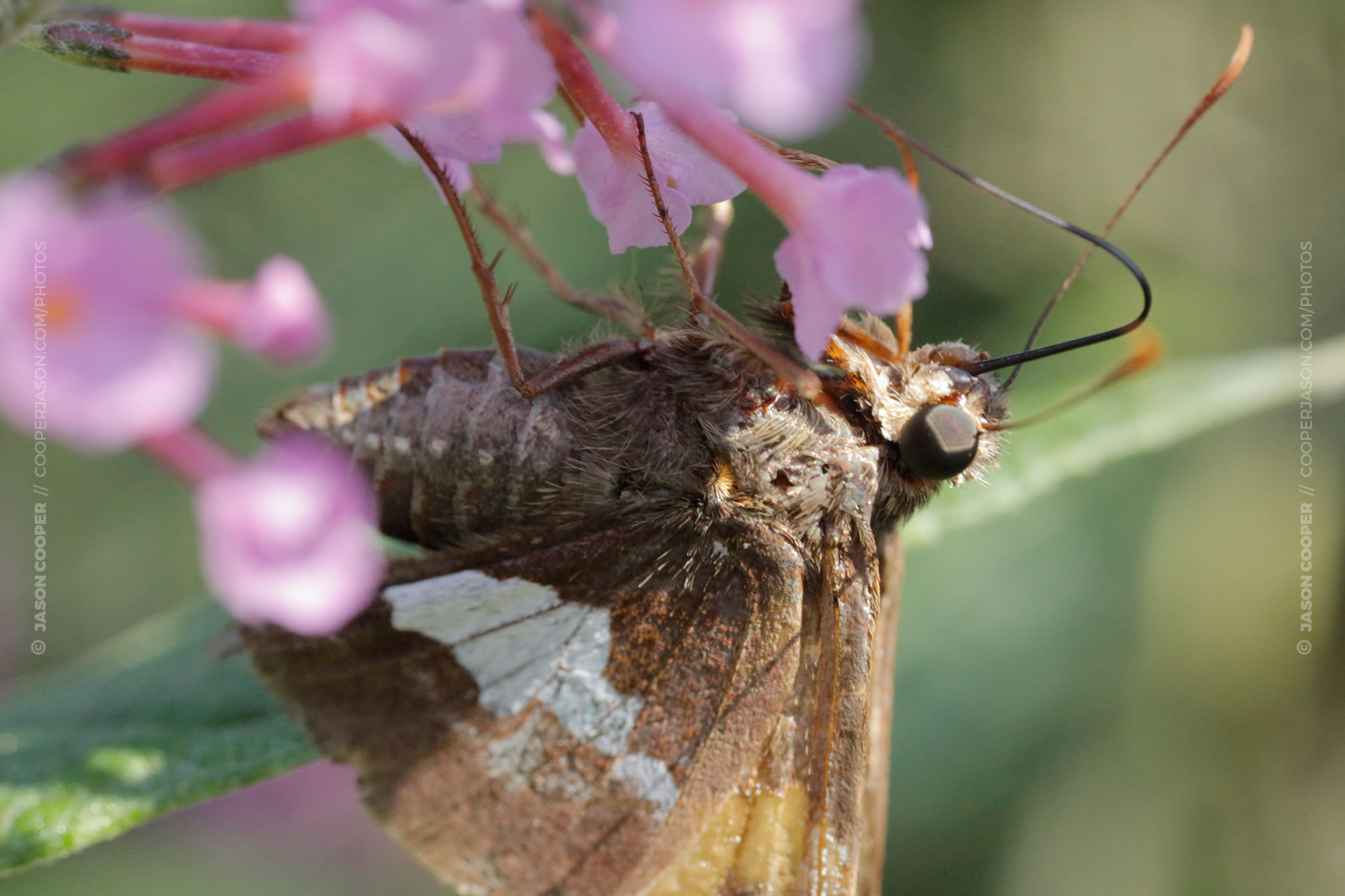 moth on a pink flower in nebraska