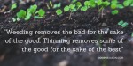 Weeding removes the bad for the sake of the good. Thinning removes some of the good for the sake of the best.